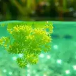 Microalgas como héroes reales para el medio ambiente y salud